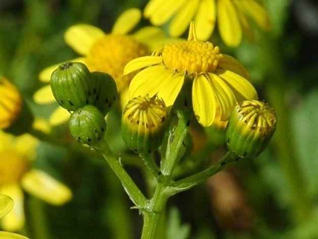 Jacobaea vulgaris o Senecio rupestris ?(Asteraceae)